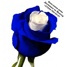 Бело-синие розы, Радужные розы